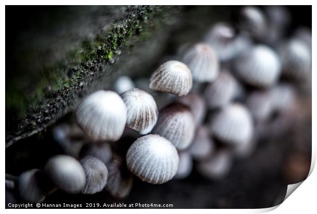 Tiny mushrooms Print by Hannan Images
