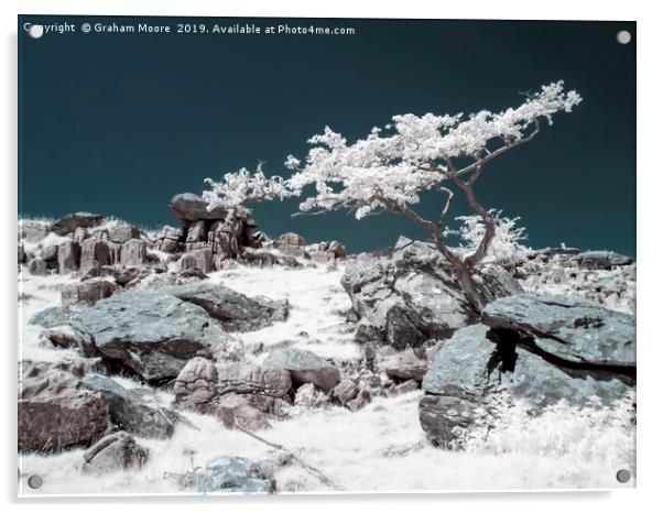 Lone tree in infrared Acrylic by Graham Moore