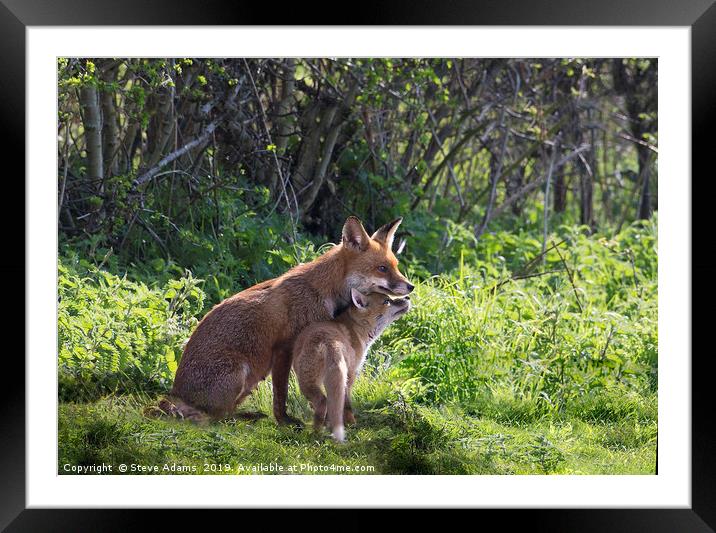 Vixen and cub Framed Mounted Print by Steve Adams