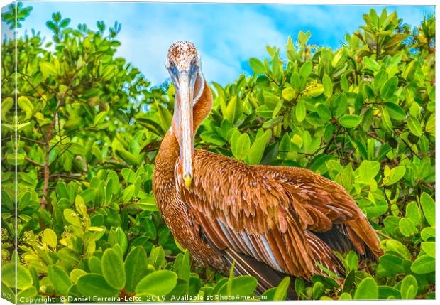 Big Pelican at Tree, Galapagos, Ecuador Canvas Print by Daniel Ferreira-Leite