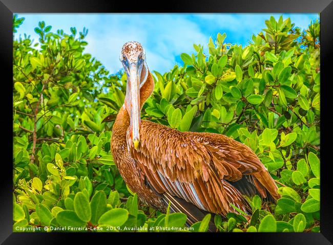 Big Pelican at Tree, Galapagos, Ecuador Framed Print by Daniel Ferreira-Leite