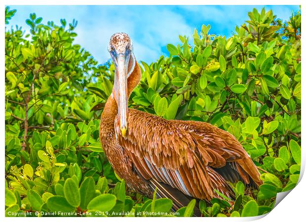 Big Pelican at Tree, Galapagos, Ecuador Print by Daniel Ferreira-Leite