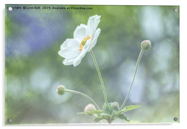 White Japanese Anemone Acrylic by Lynn Bolt