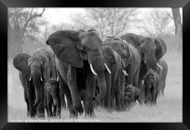 Elephant family led by matriarch Framed Print by Steve Adams