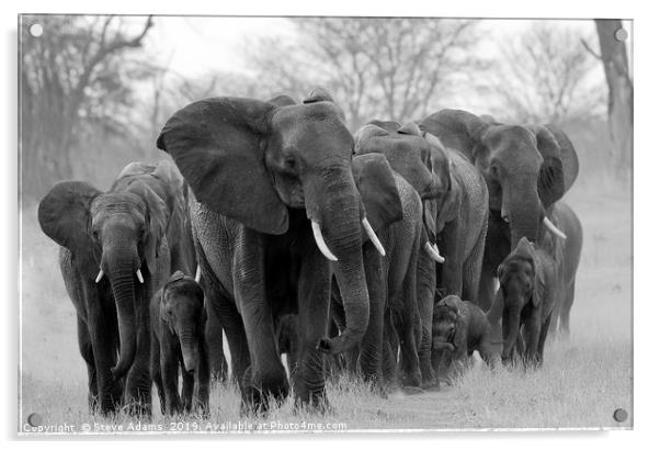 Elephant family led by matriarch Acrylic by Steve Adams
