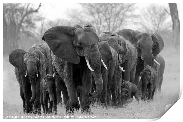 Elephant family led by matriarch Print by Steve Adams