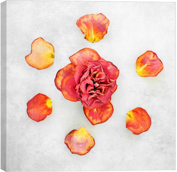 Dry red roses Canvas Print by Svetlana Sewell