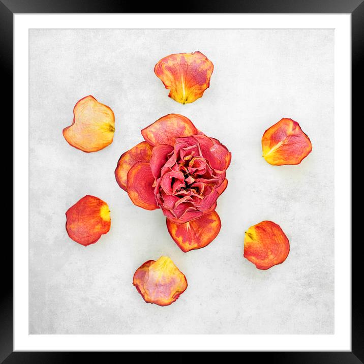 Dry red roses Framed Mounted Print by Svetlana Sewell