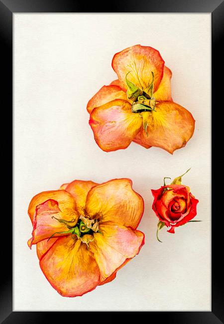 Three dry roses Framed Print by Svetlana Sewell