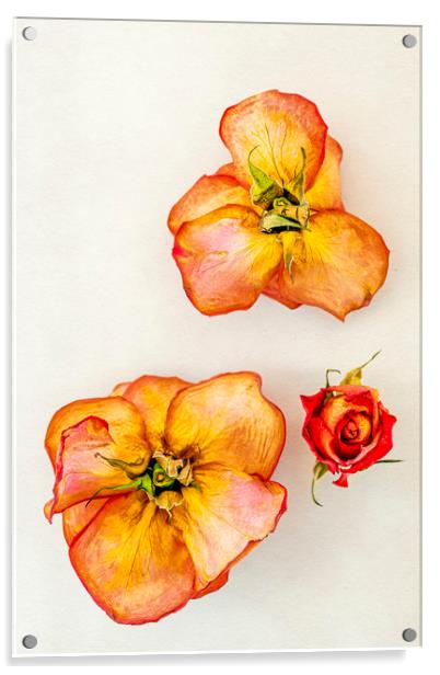Three dry roses Acrylic by Svetlana Sewell