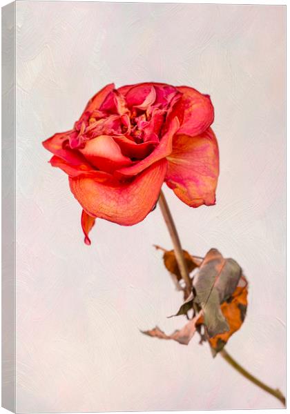 Dry red rose Canvas Print by Svetlana Sewell