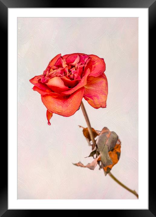 Dry red rose Framed Mounted Print by Svetlana Sewell