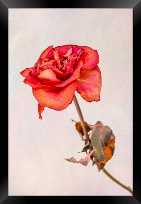 Dry red rose Framed Print by Svetlana Sewell