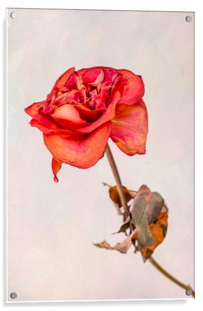 Dry red rose Acrylic by Svetlana Sewell