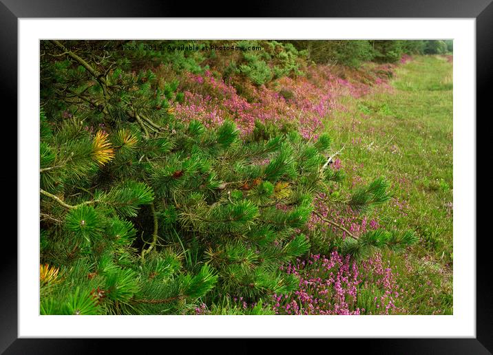 LINE OF HEATHER Framed Mounted Print by andrew saxton