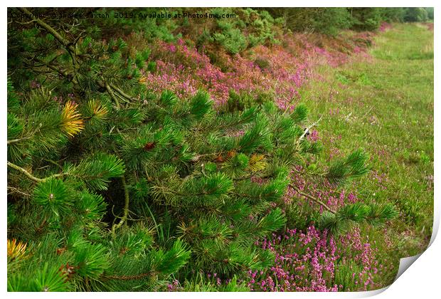 LINE OF HEATHER Print by andrew saxton