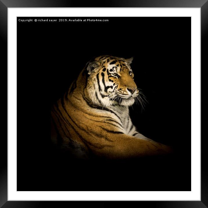 Regal Framed Mounted Print by richard sayer