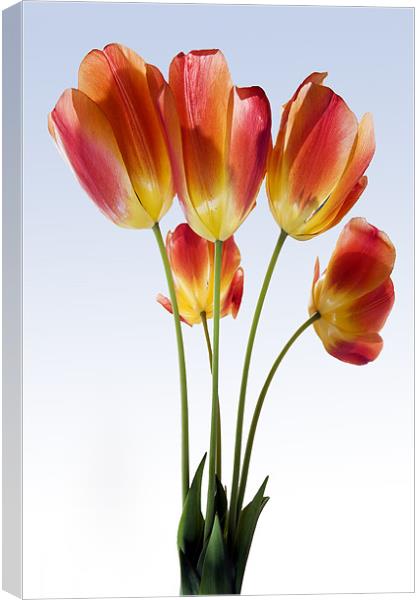 Red Tulips Canvas Print by Tony Bates