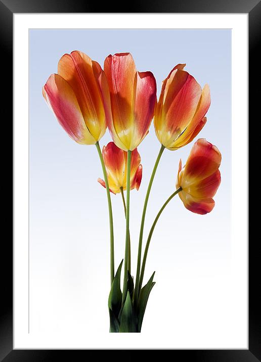 Red Tulips Framed Mounted Print by Tony Bates
