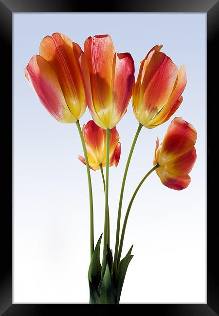 Red Tulips Framed Print by Tony Bates