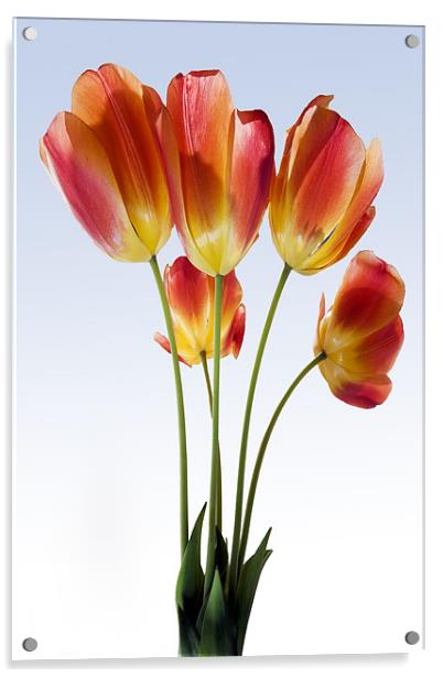 Red Tulips Acrylic by Tony Bates