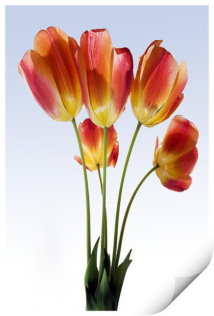 Red Tulips Print by Tony Bates