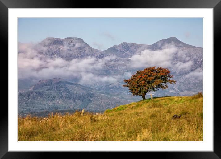 Rowan tree Framed Mounted Print by Rory Trappe