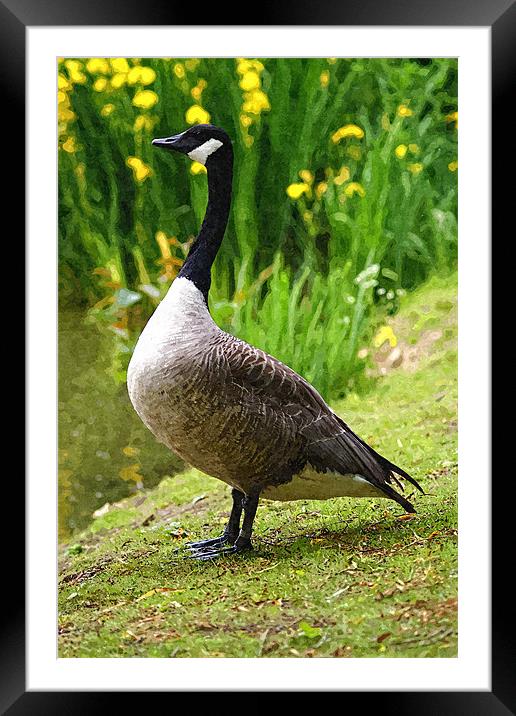 Canadian Goose Painting Framed Mounted Print by Dave Windsor