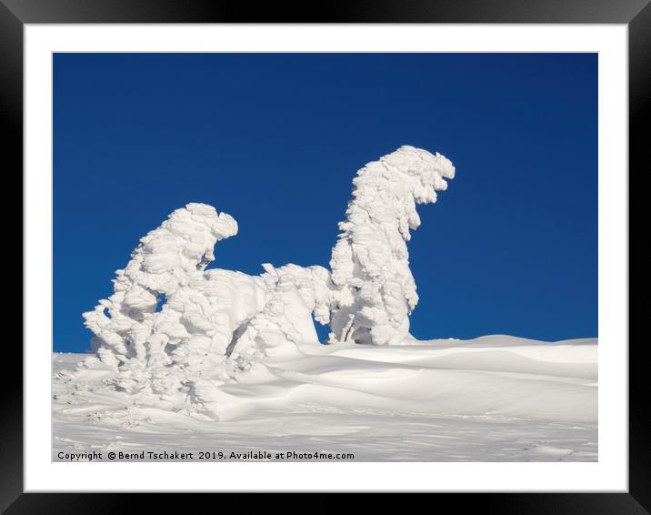 Human shaped trees covered with snow, Austria Framed Mounted Print by Bernd Tschakert