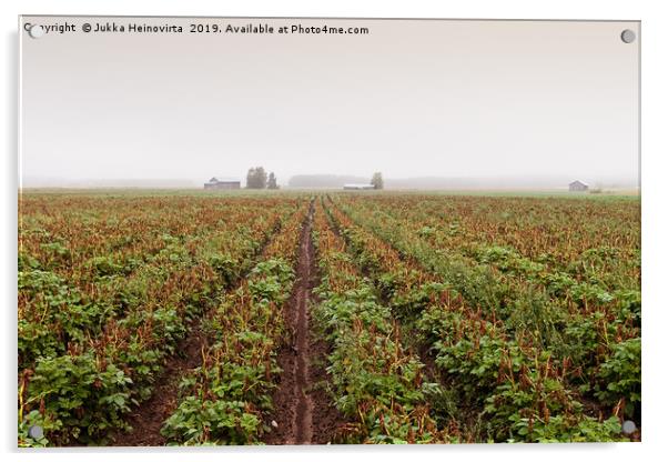 Mist And The Potato Fields Acrylic by Jukka Heinovirta