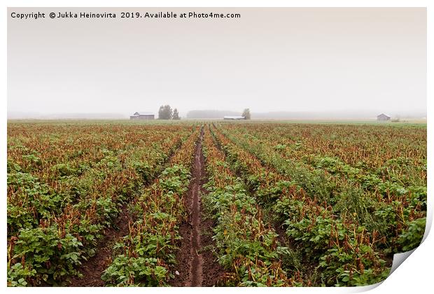 Mist And The Potato Fields Print by Jukka Heinovirta