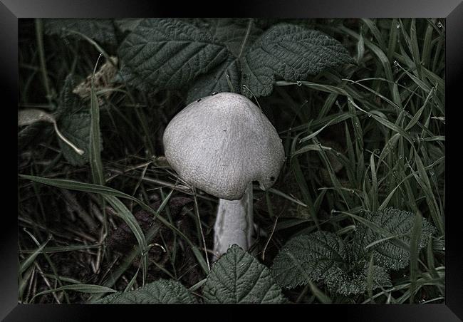 Old Wild Mushroom Framed Print by Dave Windsor