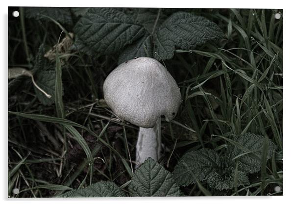 Old Wild Mushroom Acrylic by Dave Windsor