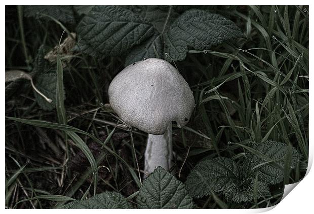 Old Wild Mushroom Print by Dave Windsor