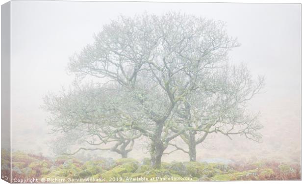 Dartmoor Trees in Mist Canvas Print by Richard GarveyWilliams