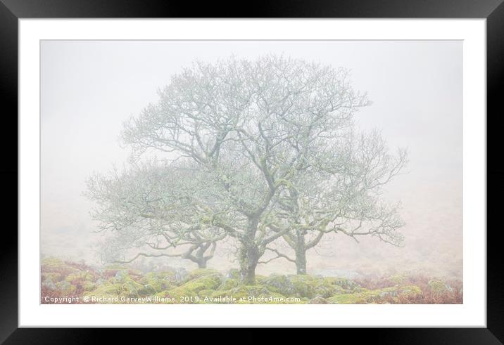 Dartmoor Trees in Mist Framed Mounted Print by Richard GarveyWilliams