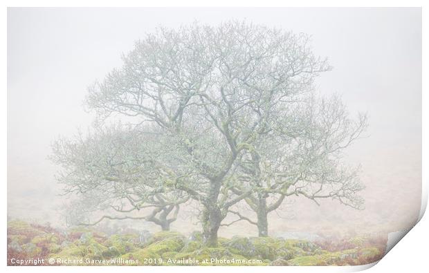 Dartmoor Trees in Mist Print by Richard GarveyWilliams