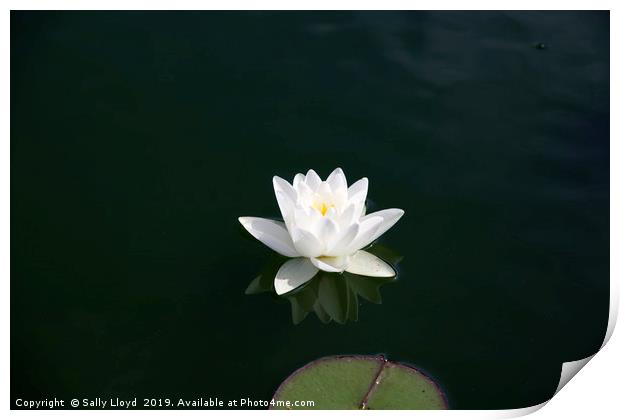 White water lily and pad Print by Sally Lloyd