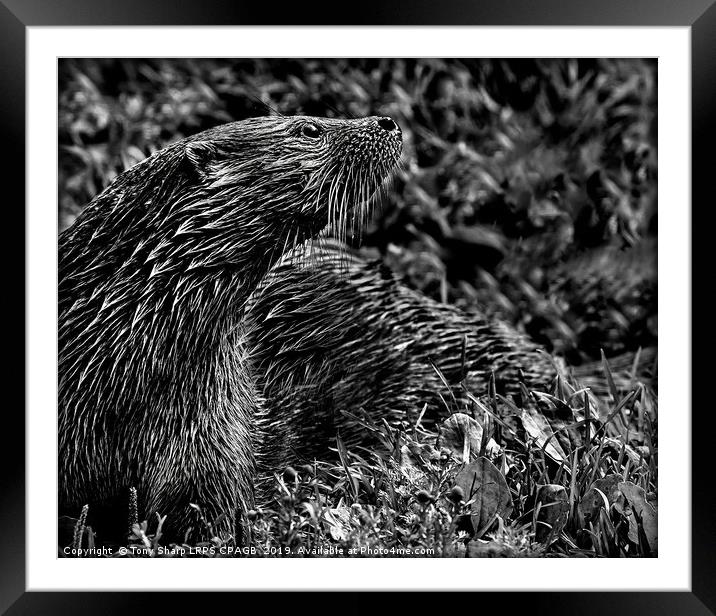 OTTER IN SUNLIGHT Framed Mounted Print by Tony Sharp LRPS CPAGB