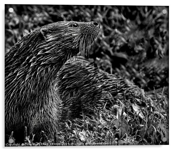 OTTER IN SUNLIGHT Acrylic by Tony Sharp LRPS CPAGB