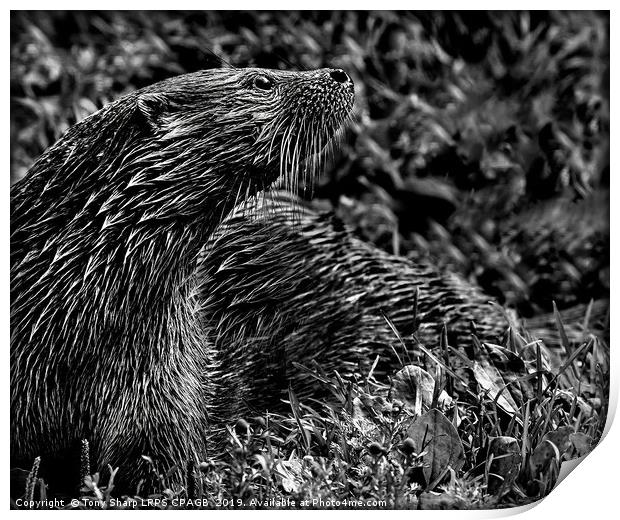 OTTER IN SUNLIGHT Print by Tony Sharp LRPS CPAGB