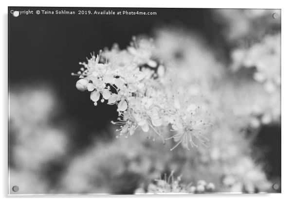Floral background of Meadowsweet (Filipendula ulma Acrylic by Taina Sohlman