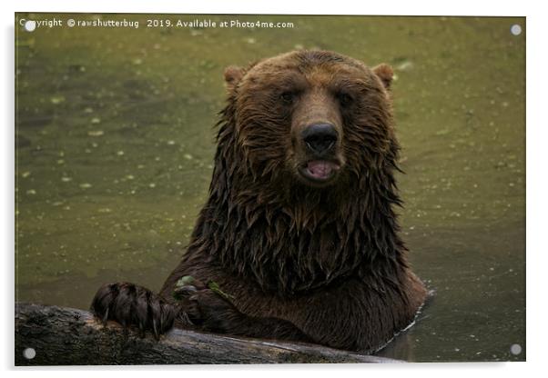 Grizzly Bear In The Water Acrylic by rawshutterbug 