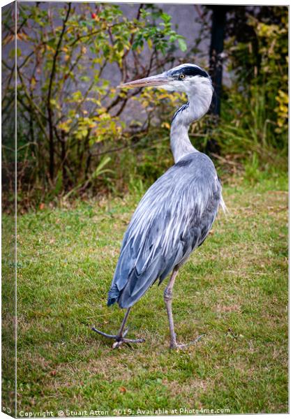 Heron on Patrol Canvas Print by Stuart Atton