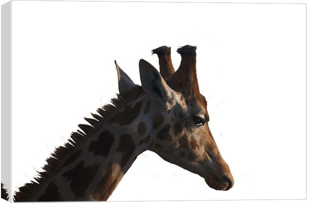 Giraffe Canvas Print by Peter Elliott 