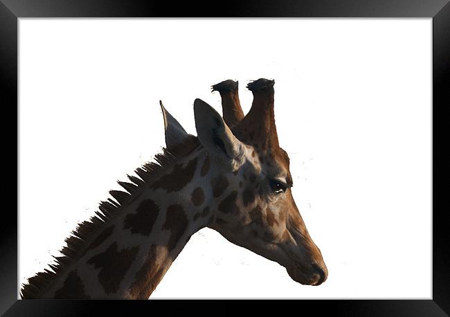Giraffe Framed Print by Peter Elliott 