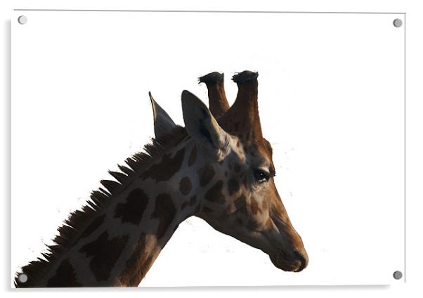 Giraffe Acrylic by Peter Elliott 