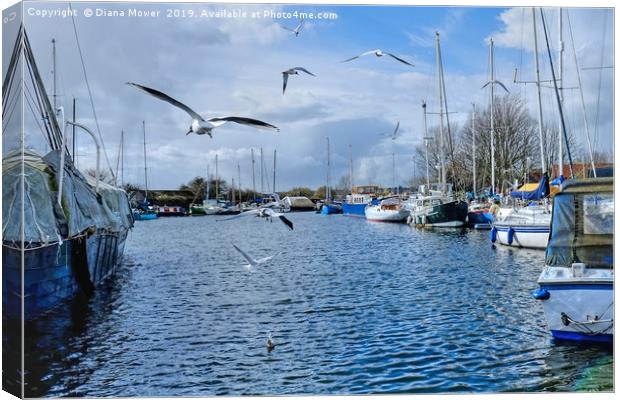 Gulls over the Canal Heybridge Basin Essex  Canvas Print by Diana Mower