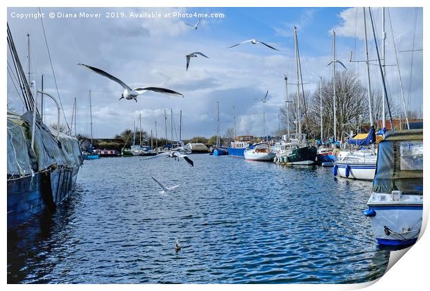 Gulls over the Canal Heybridge Basin Essex  Print by Diana Mower