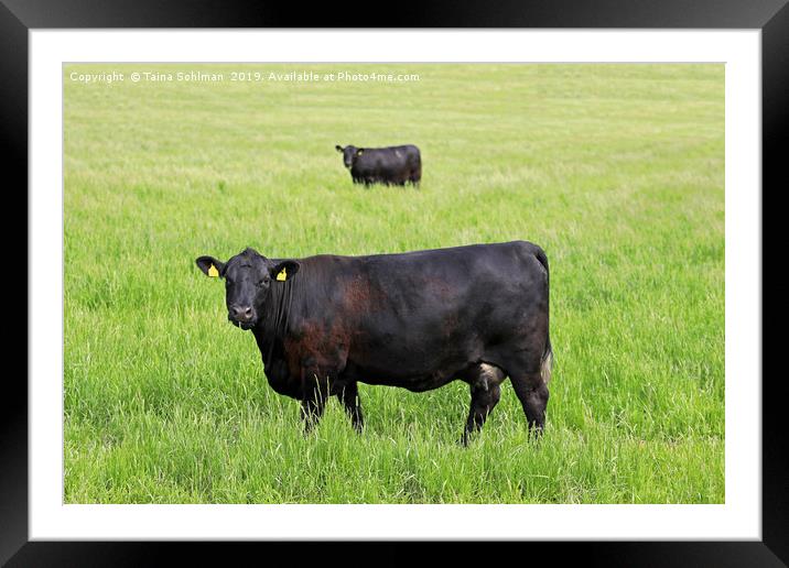 Two Black Cows Mirror Image Framed Mounted Print by Taina Sohlman